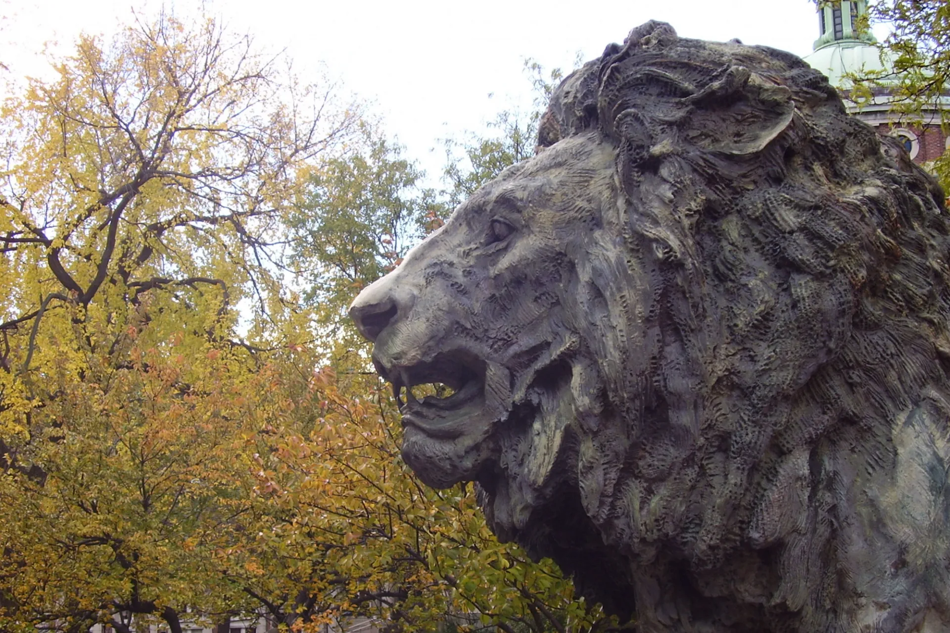 Scholarly lion